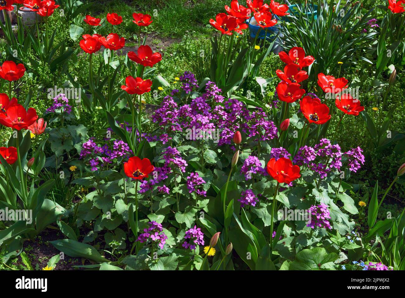 Multicolor spring flower bed with many red tulips and Lunaria flowers at backyard. Stock Photo