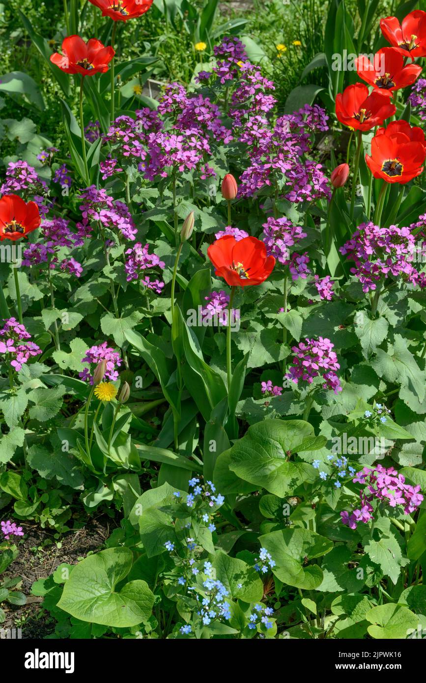 Multicolor spring flower bed with many red tulips and Lunaria flowers at backyard. Stock Photo