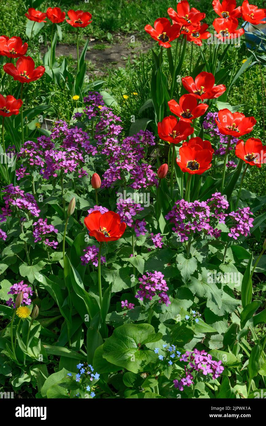 Multicolor spring flower bed with many red tulips and Lunaria flowers at backyard. Stock Photo