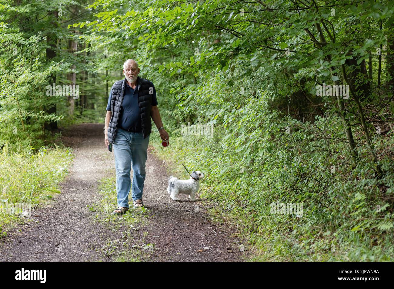 man on a dog walk in the woodland Stock Photo - Alamy