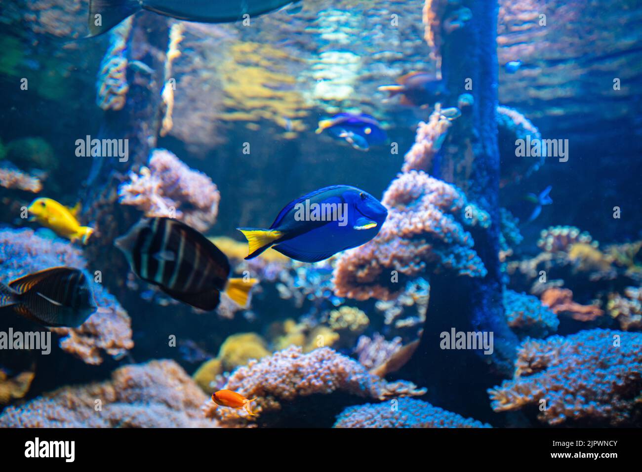 Clownfish and Blue Tang in aquarium in zoo Stock Photo Alamy