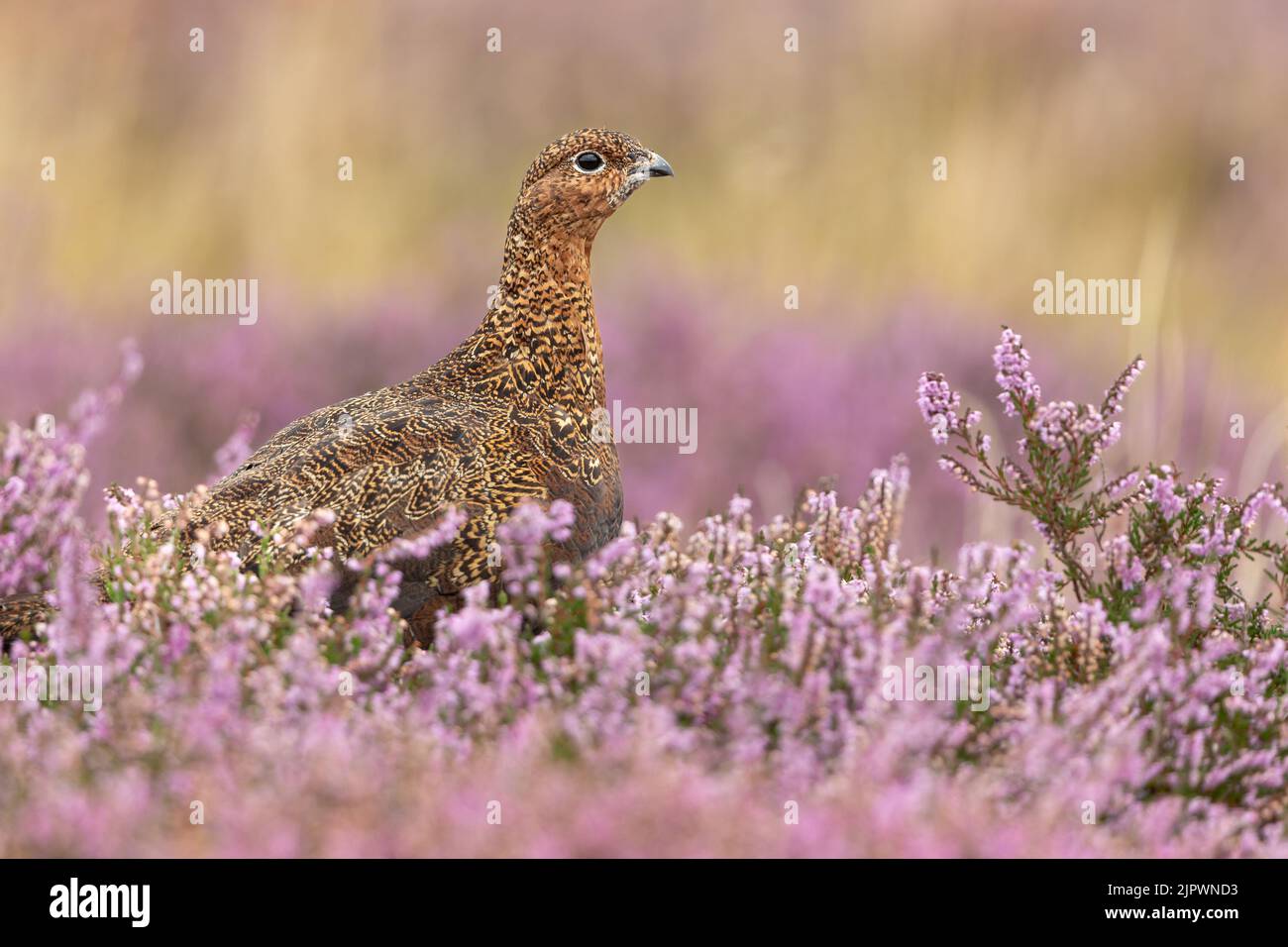 Close up of a Red Grouse in late summer when the heather is in full bloom. Alert and facing right.  Scientific name: Lagopus Lagopus. Clean background Stock Photo