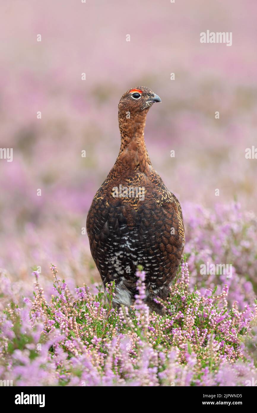 Close up portrait of a Red Grouse male in late Summer when the heather is in full bloom.  Facing forward.  Scientific name: Lagopus Lagopus.  Vertical Stock Photo