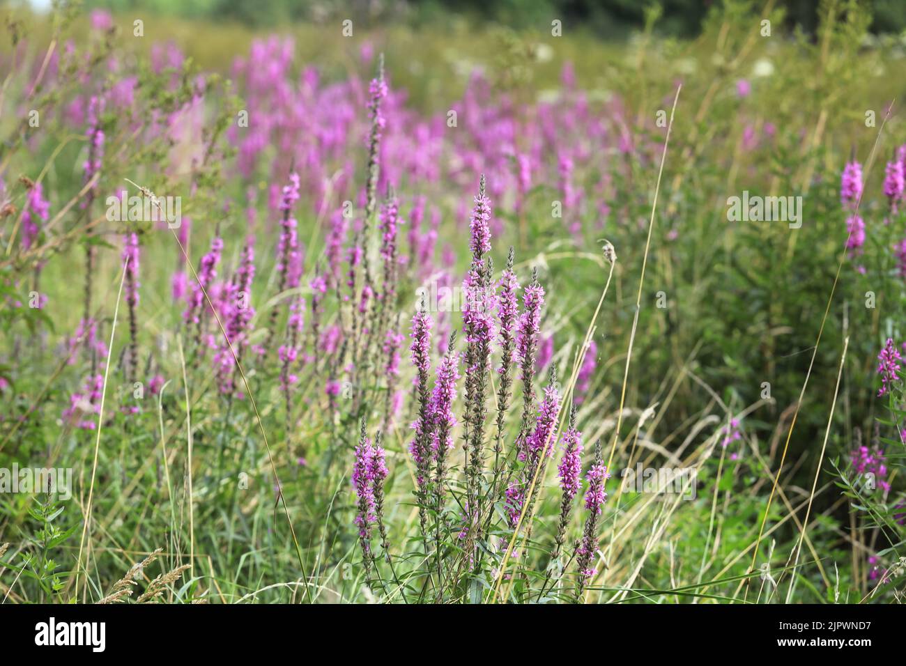 Meadow with violet purple blooming wild flowers.  Loosestrife in the wild. (Lythrum salicaria) Stock Photo