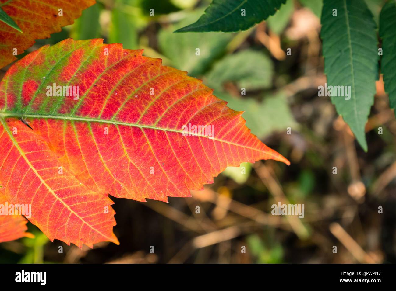 Yellow and red leaves and blue sky in autumn. Stock Photo