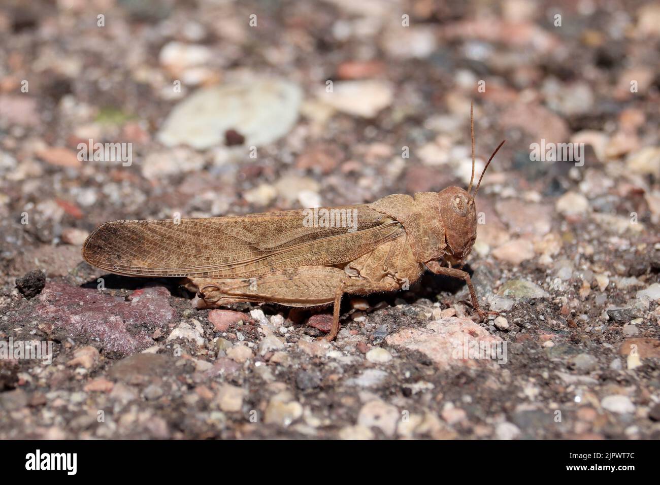 Carolina locust or Dissosteria Carolina standing on the ground at the Tonto fish hatchery in Payson, Arizona. Stock Photo
