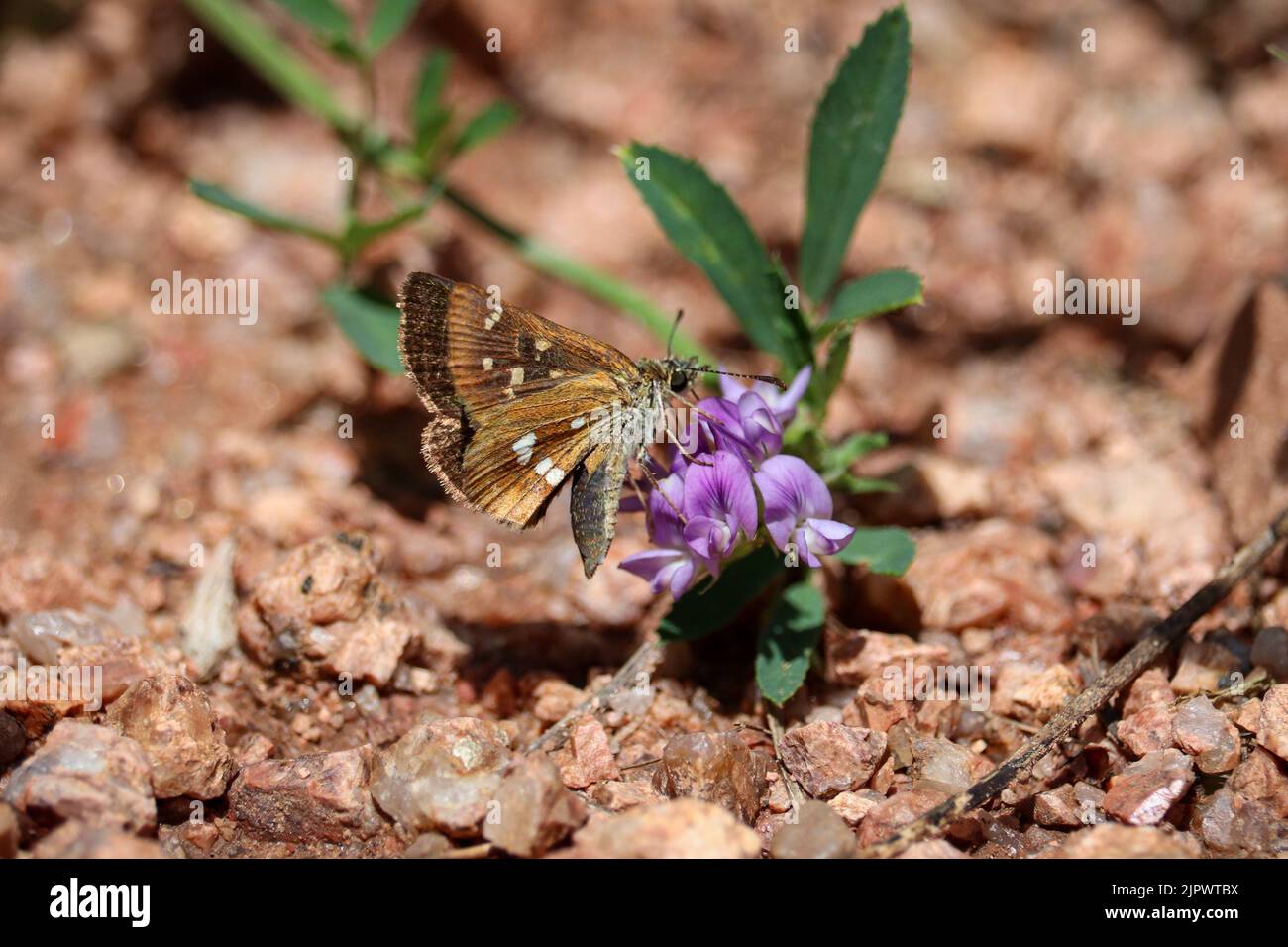 Four spotted skipperling hires stock photography and images Alamy