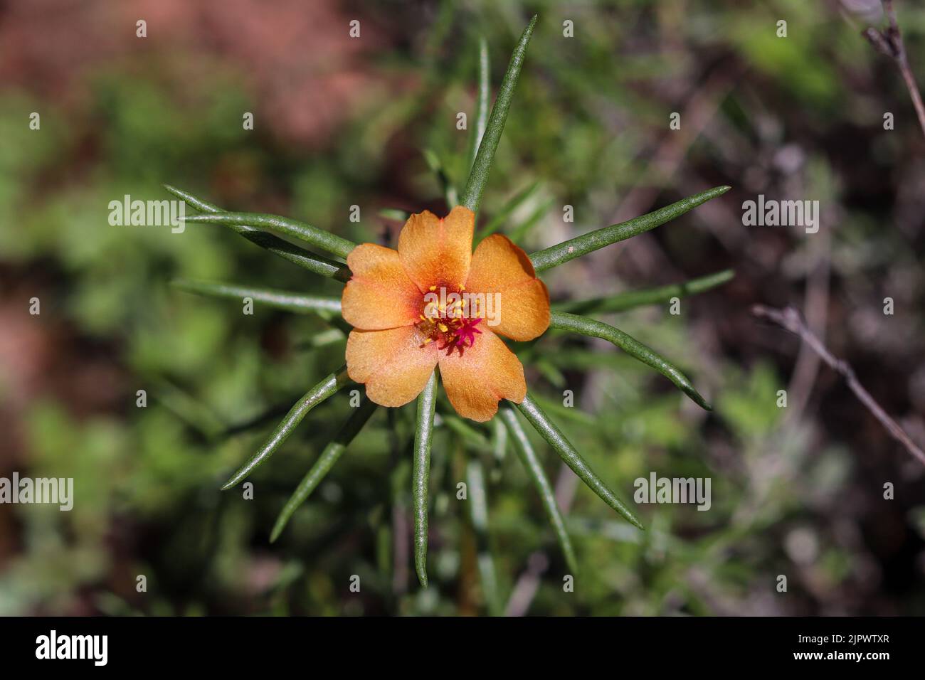 close up of a shrubby purslane or Portulaca suffrutescens at Rumsey Park in Payson, Arizona. Stock Photo