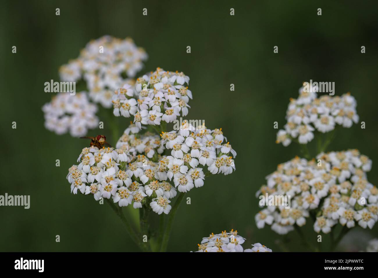 Close up of common yarrow or Achillea millefolium with small fly at the Green Valley Park in Payson, Arizona. Stock Photo