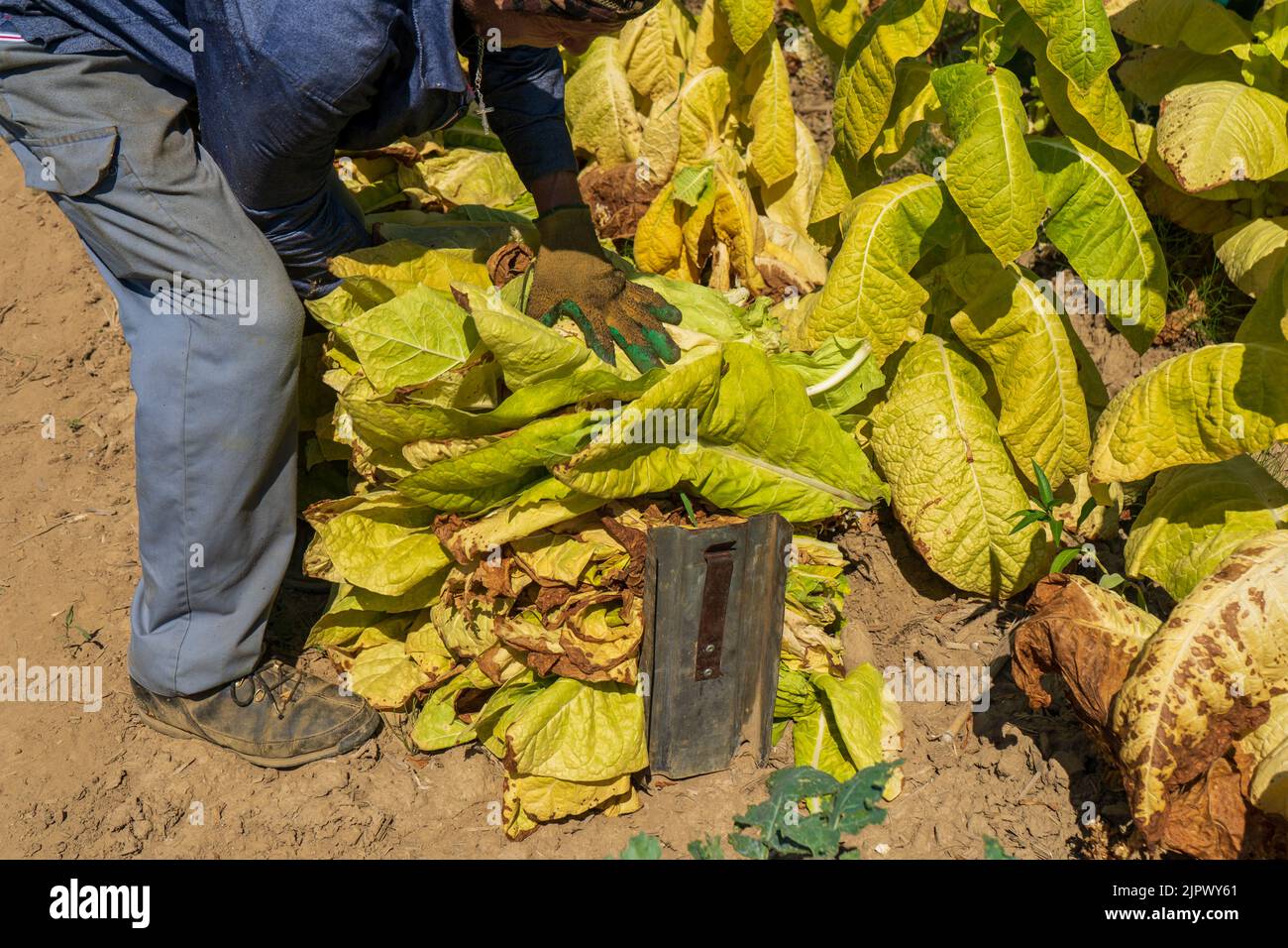 harvesting tobacco seeds Tobacco seed hi-res stock photography and images