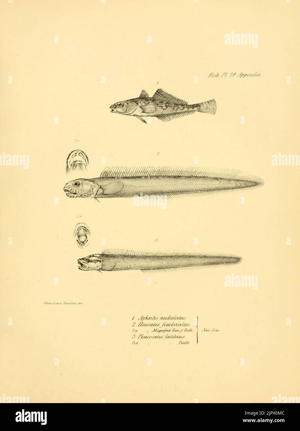 The zoology of the voyage of H.M.S. Beagle (Fish. Pl. 29 Stock Photo