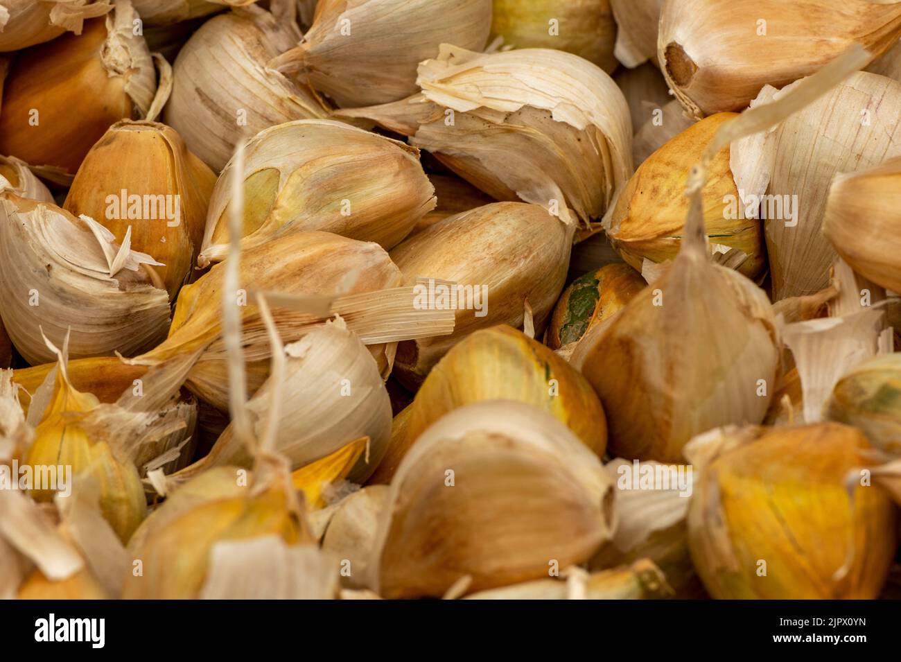 freshly picked cloves and bulbs of garlic on display at the annual isle