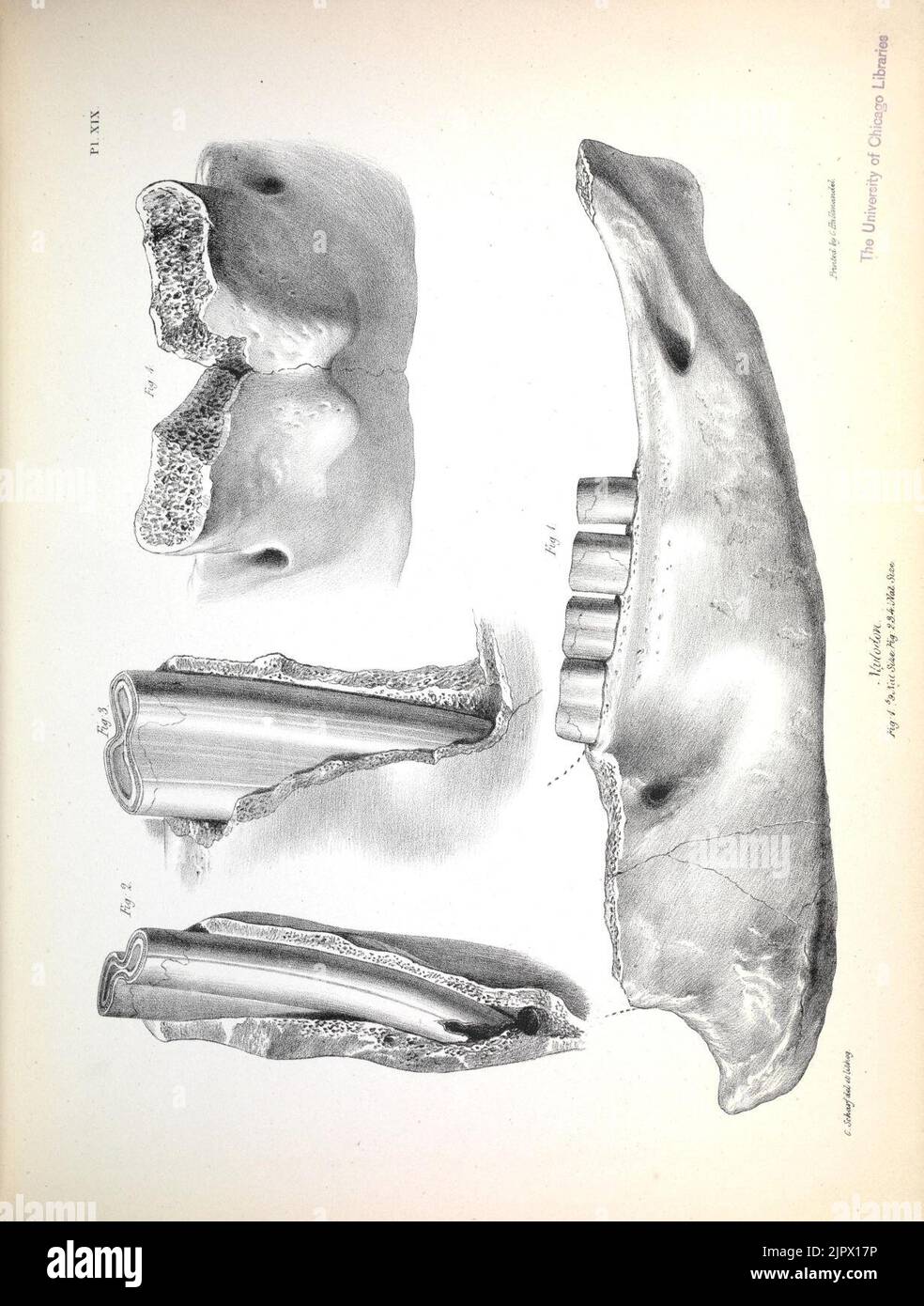 The zoology of the voyage of H.M.S. Beagle (Pl. XIX) Stock Photo