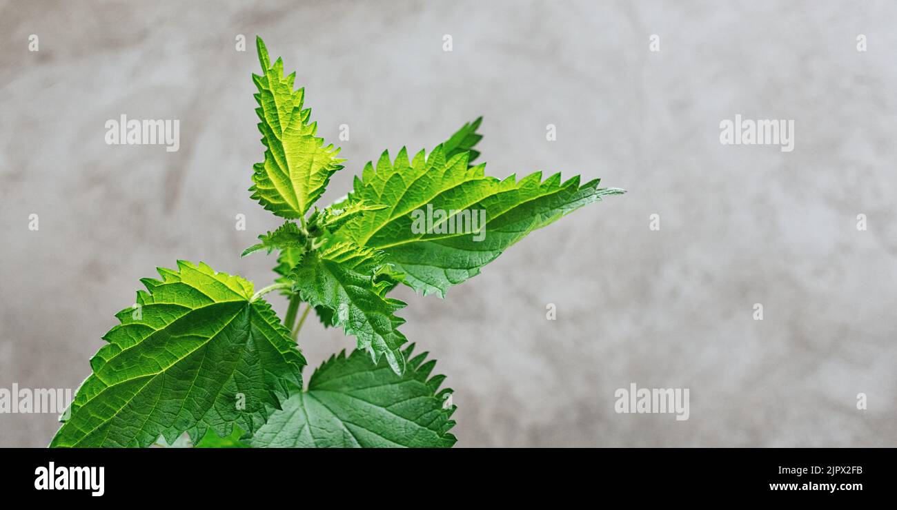 Fresh green nettle leaves on gray background. Straight view, bright light. Medicinal plant. In traditional medicine, it is recommended as diuretic skin diseases, cough, hair loss. Soft Selective focus Stock Photo