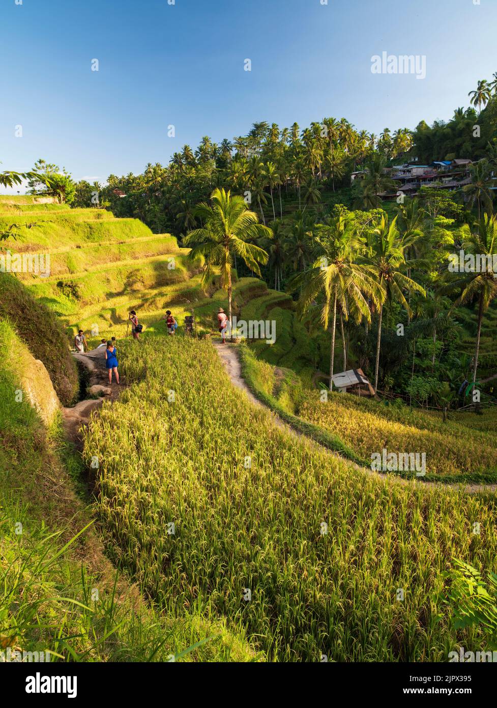 The landscape of the ricefields. Rice terraces famous place Tegallalang near Ubud. The island Bali in indonesia in southeastasia. Stock Photo