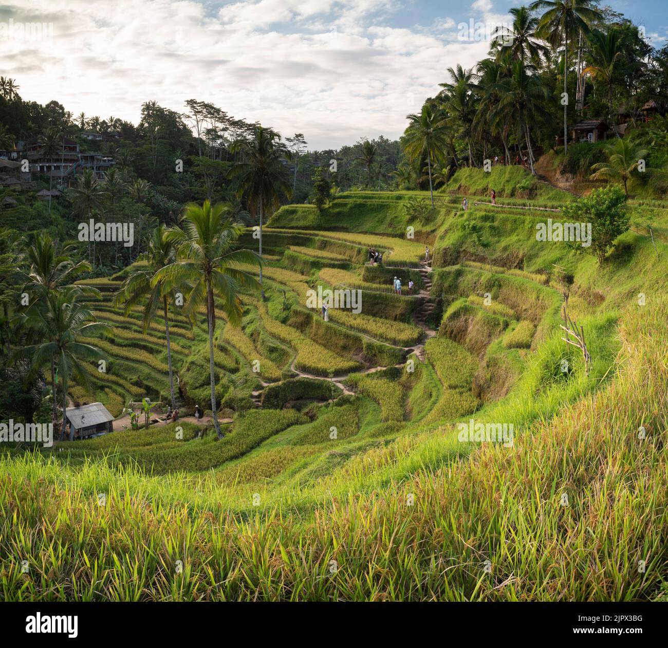 The landscape of the ricefields. Rice terraces famous place Tegallalang near Ubud. The island Bali in indonesia in southeastasia. Stock Photo