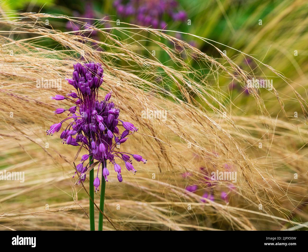 Lilac flower head of the keeled garlic, Allium carinatum ssp. pulchellum, contrast with the late summer feather grass, Stipa tenuissima Stock Photo