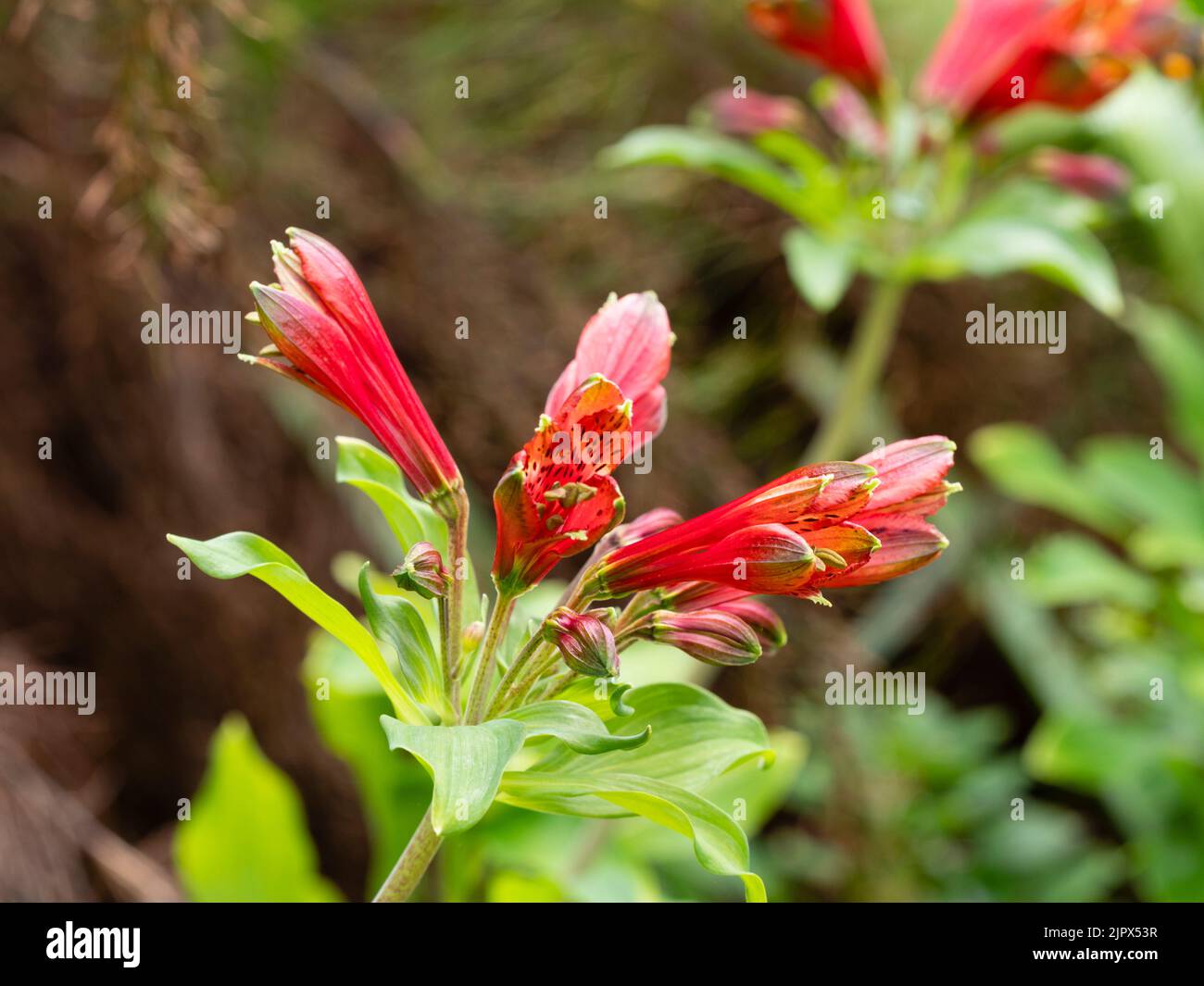 Green tipped red tubular flowers of the half-hardy exotic perennial parrot lily, Alstroemeria psittacina Stock Photo
