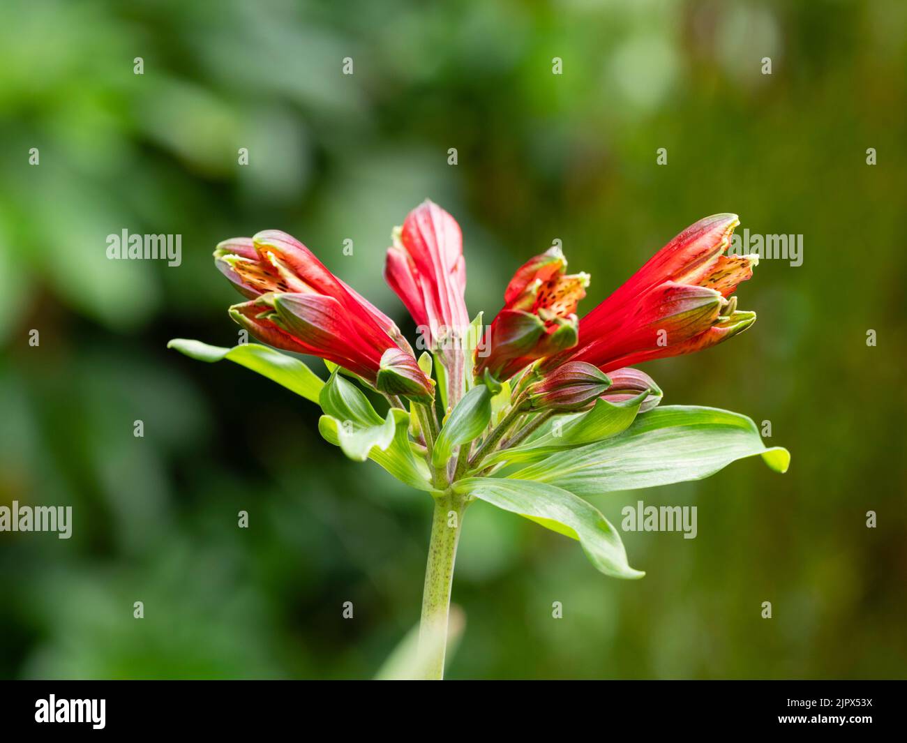 Green tipped red tubular flowers of the half-hardy exotic perennial parrot lily, Alstroemeria psittacina Stock Photo