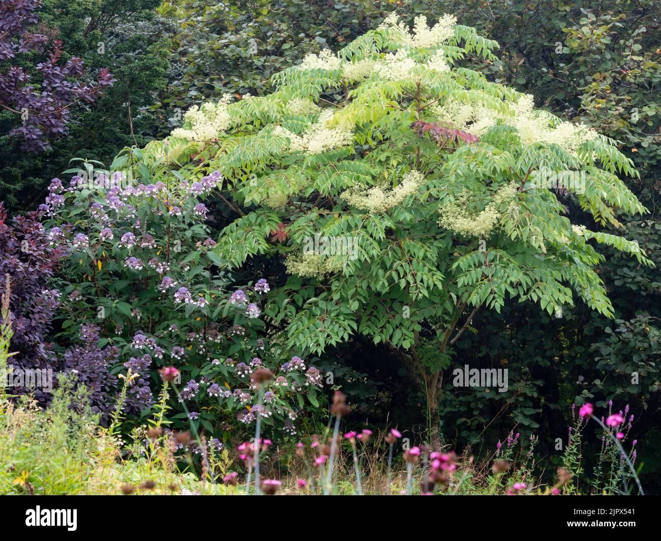 The Japanese angelica tree, Aralia elata, and Hydrangea aspera 'Villosa Group' combine in a late summer display Stock Photo