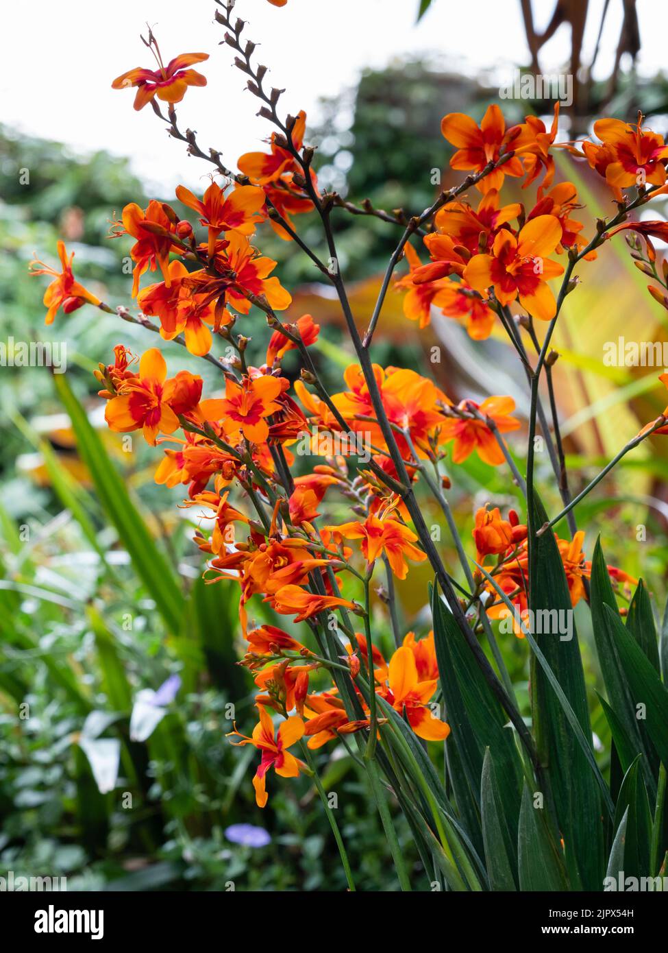 Red throated orange flowers of the hardy, later summer blooming upright perennial, Crocosmia 'Walberton's Bright Eyes' Stock Photo