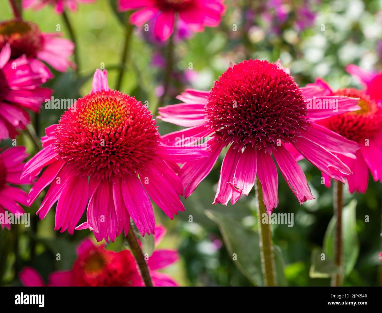 Bright pink blooms of the hardy perennial coneflower, Echinacea 'Delicious Candy' Stock Photo