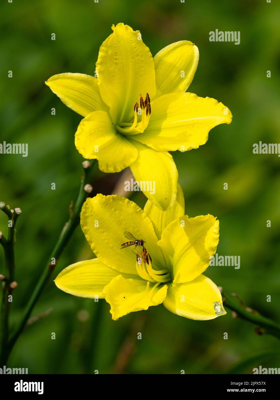 Green tinged yellow trumpet flowers of the summer blooming hardy day lily, Hemerocallis 'Green Flutter' Stock Photo