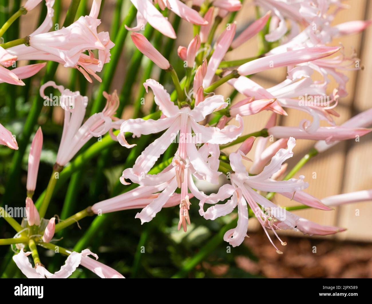 Pale pink flowers of the autumn blooming cape flower, Nerine bowdenii 'Vesta' Stock Photo