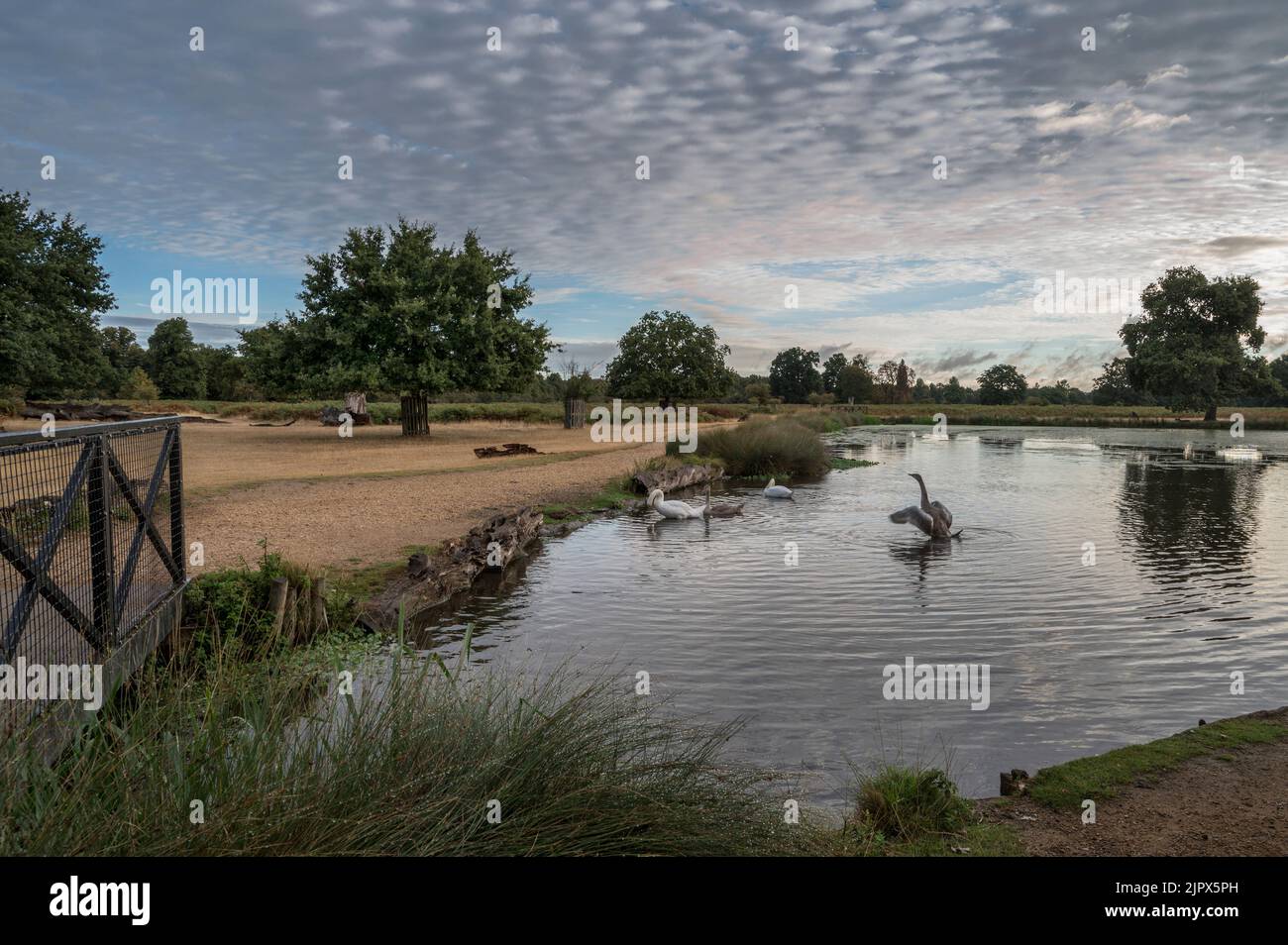 Family of swans at dawn on Bushy Park ponds Stock Photo