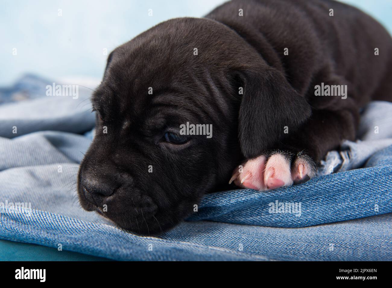 Black American Staffordshire Terrier dog or AmStaff puppy on blue background. Stock Photo