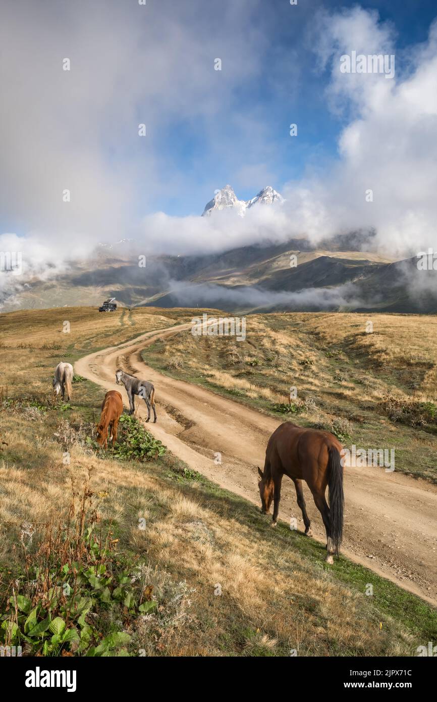 Wild horses grazing in Caucasus mountains in Georgia Stock Photo