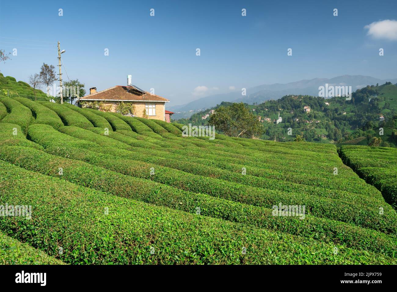 Beautiful tea garden in Black sea region, Rize, Turkey. Stock Photo