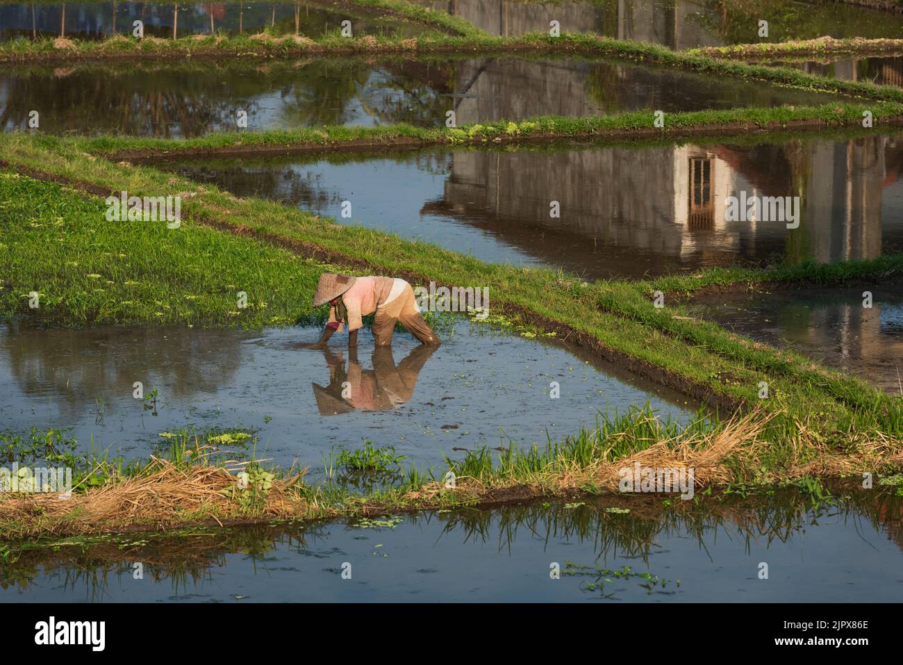 The landscape of the rice fields. Rice farmers working in the rice fields in the center of Ubud. The island Bali in indonesia in southeast asia. Stock Photo
