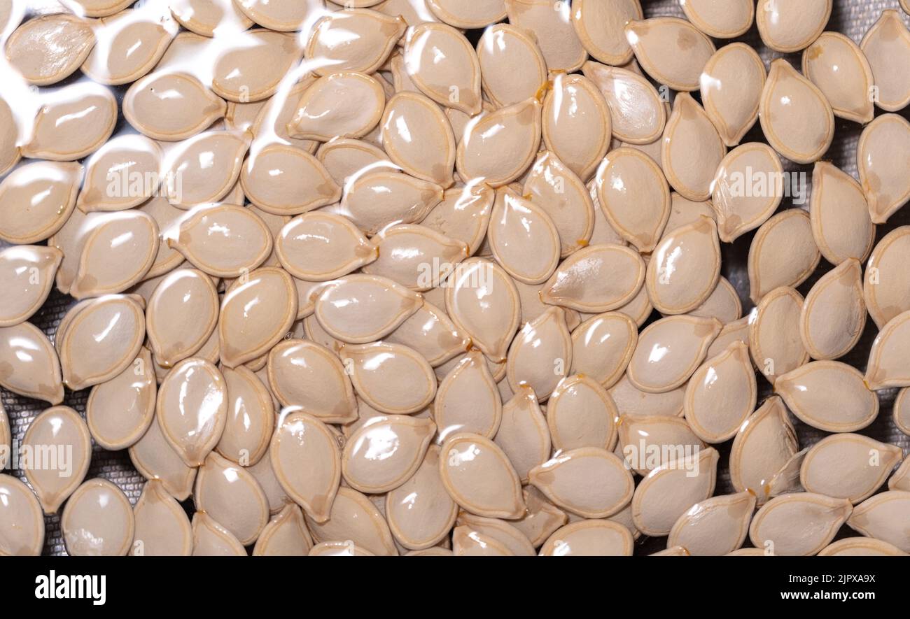 Pumpkin seeds creating a natural, spiral structure. Pure pumpkin seeds