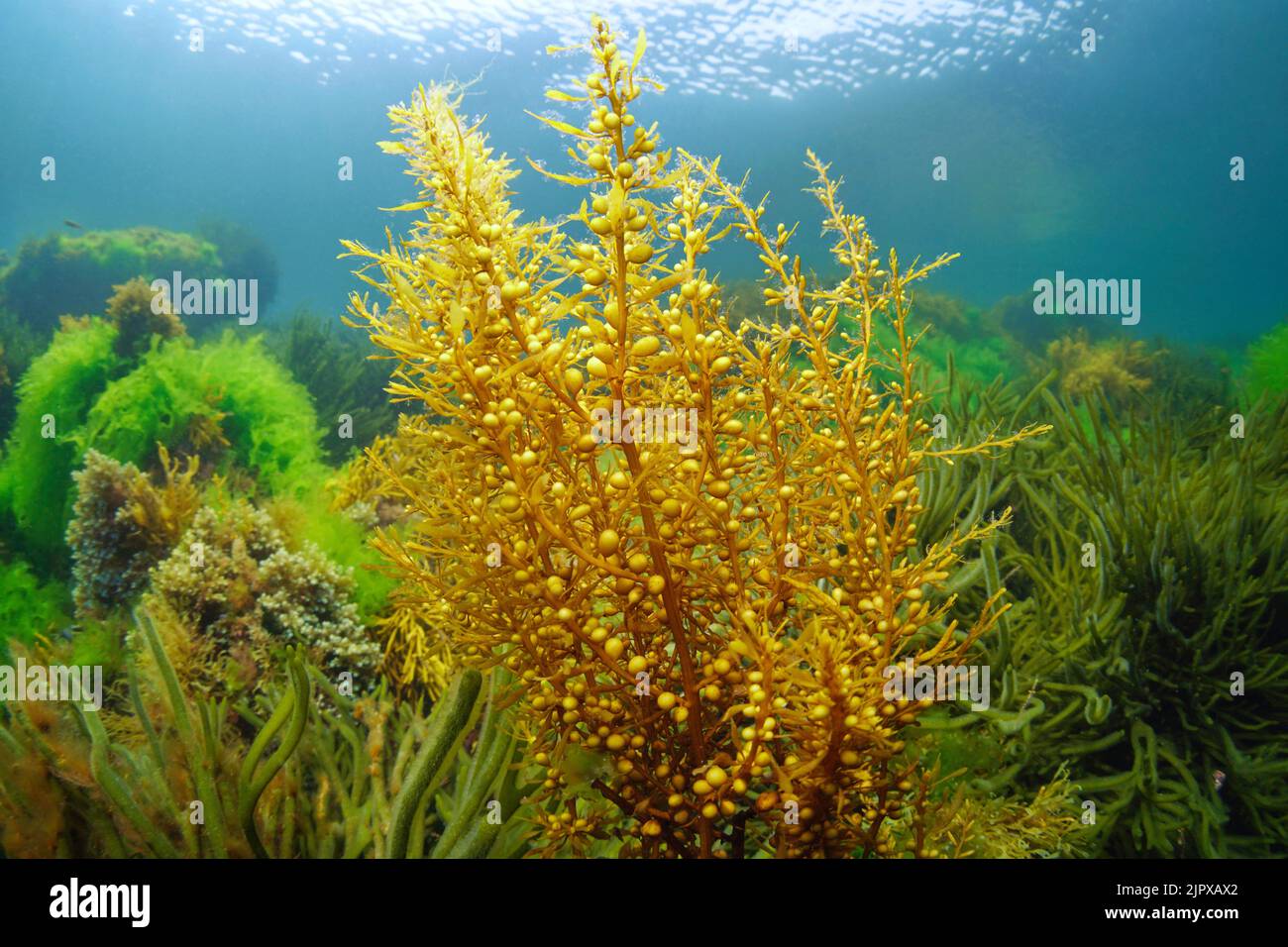 Japanese wireweed brown alga, Sargassum muticum, underwater in the Atlantic ocean, Spain Stock Photo