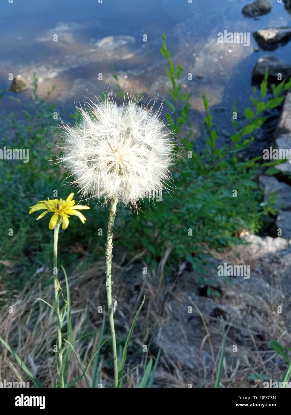 A dandelion flower with another yellow one and green plants on rocks Stock  Photo - Alamy