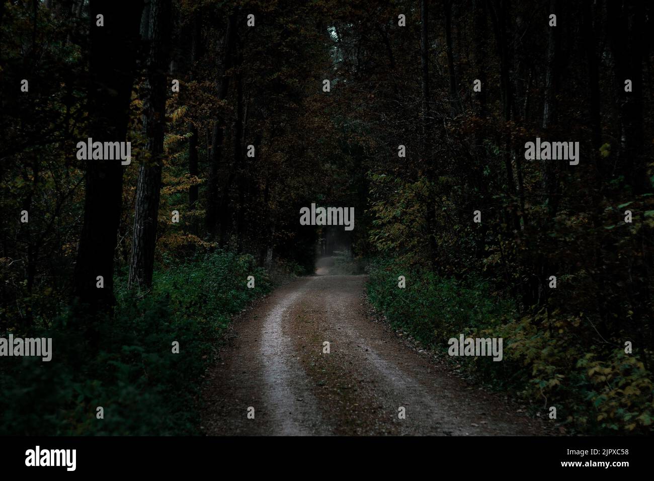 A pathway between trees in a forest Stock Photo - Alamy