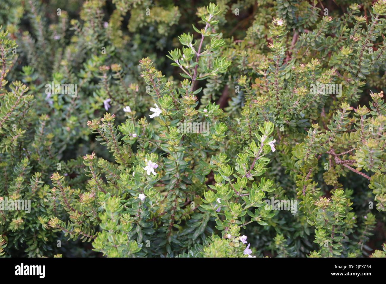 A closeup shot of the growth of Westringia bush plants with white flowers Stock Photo