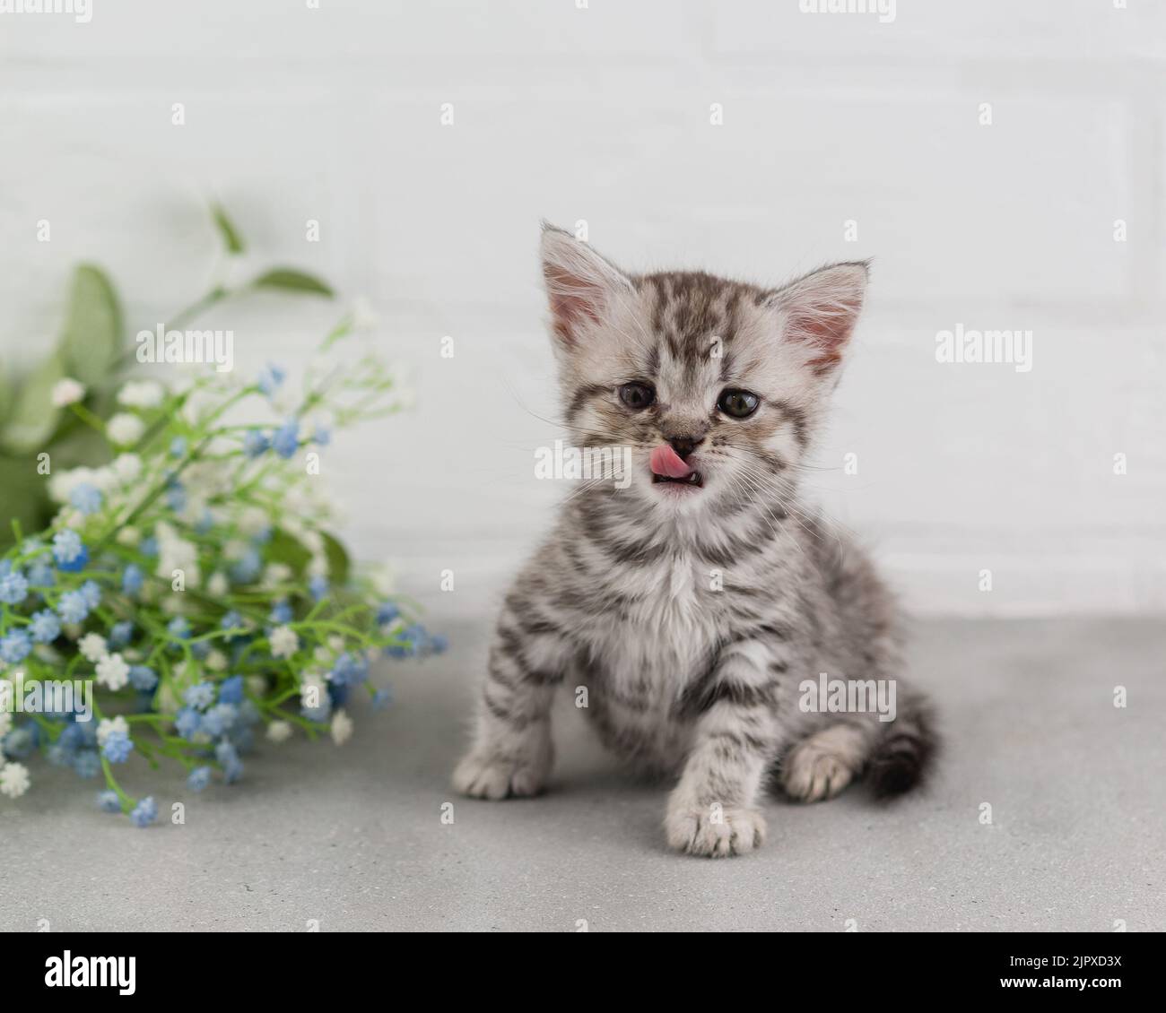 A small striped gray-white kitten sits on the floor and looks at the camera. Licking his lips. Pink tongue. Selective focus Stock Photo