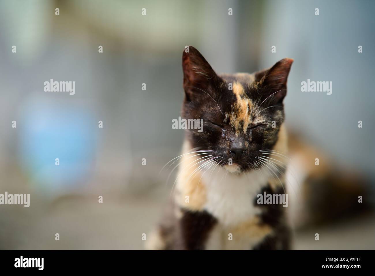 A cute domestic cat laying on the floor in a blur Stock Photo Alamy