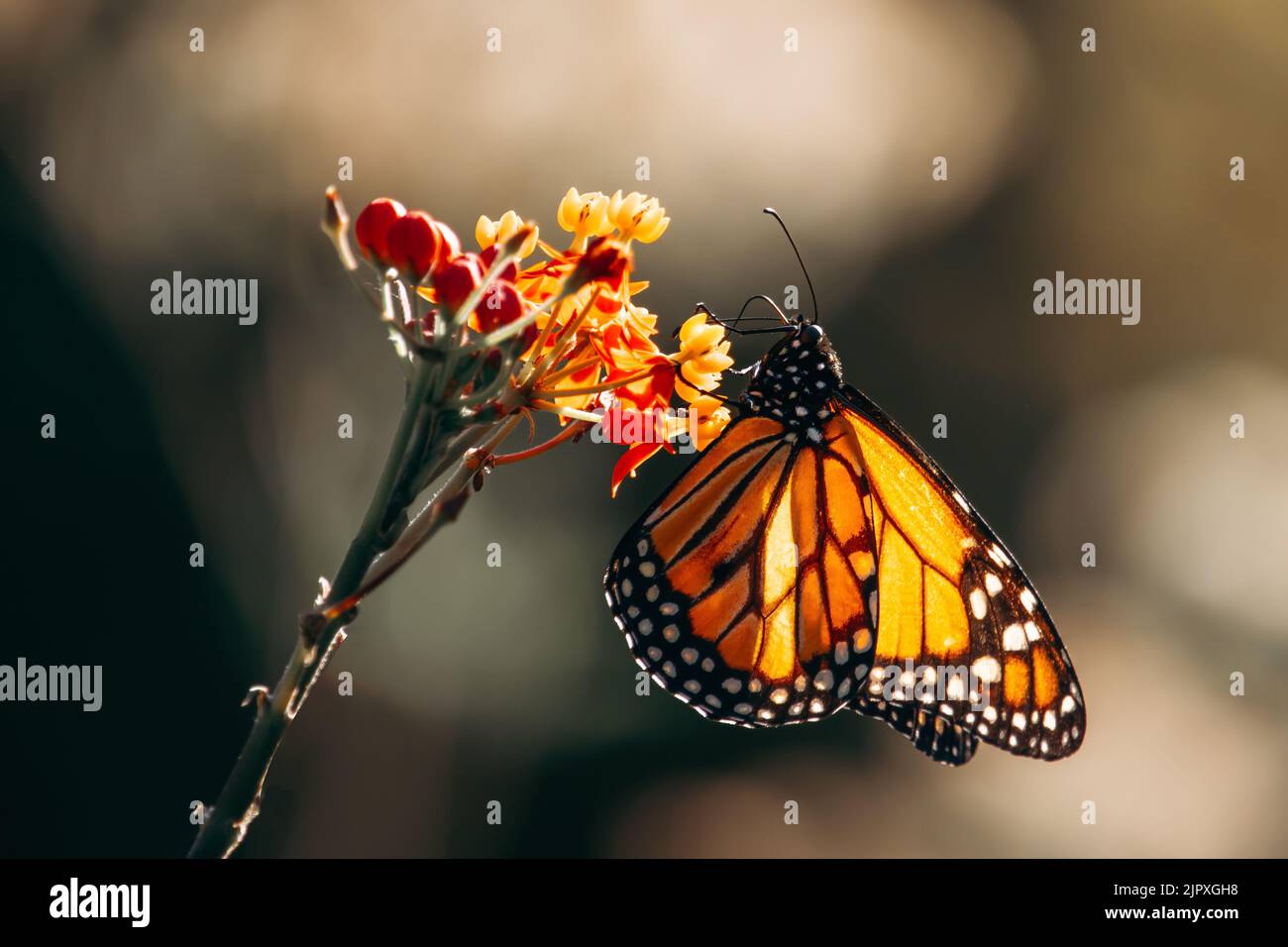 Portrait of a monarch butterfly landed on a flower seen from the side Stock Photo
