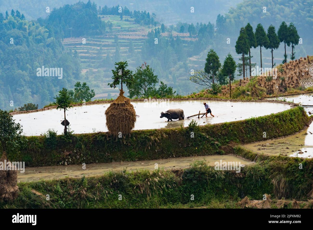 Chinese field worker in terraced rice paddy fields in China Stock Photo Alamy