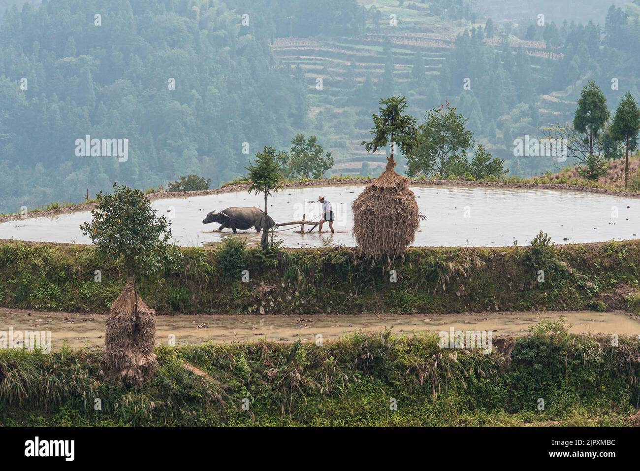 Chinese field worker in terraced rice paddy fields in China Stock Photo Alamy