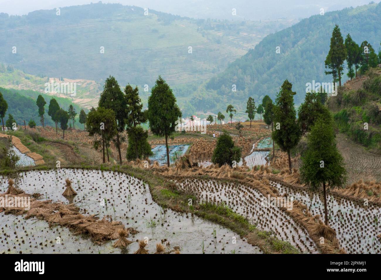 Terraced rice paddy fields provide a scenic agricultural beauty in ...