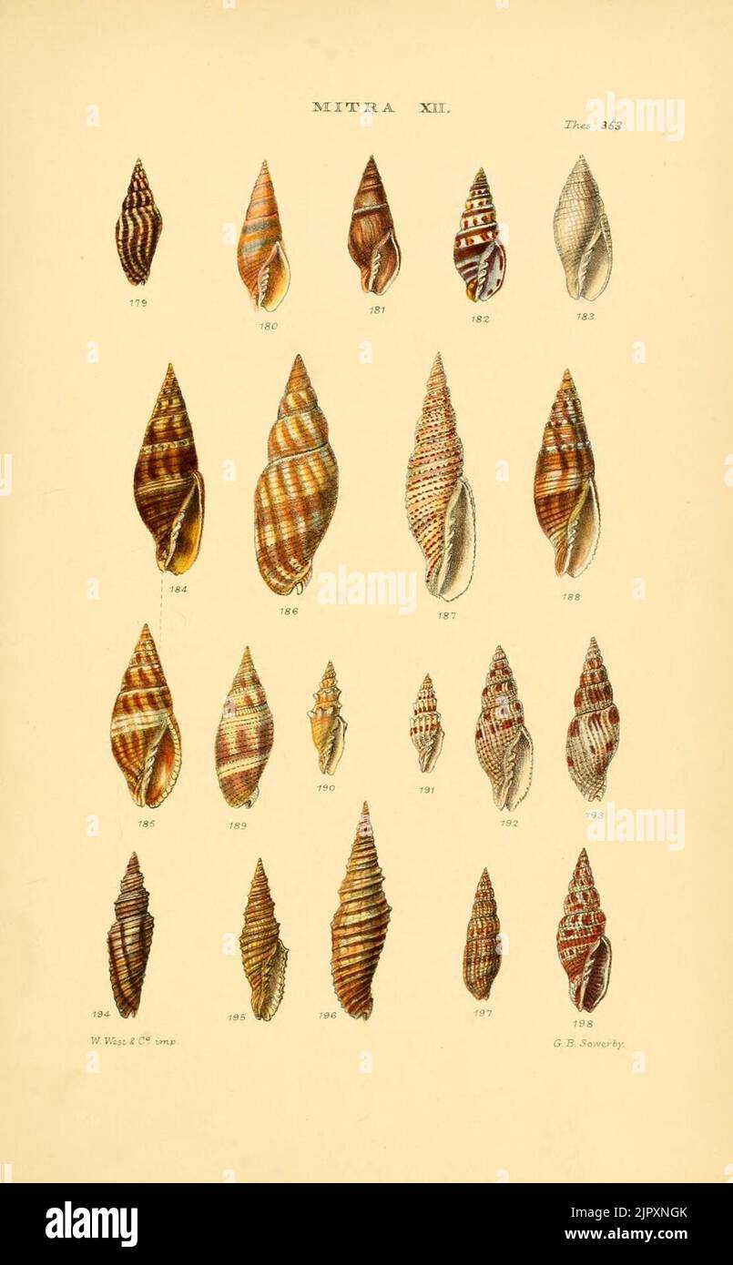 Monographs of genera of shells hi-res stock photography and images - Alamy
