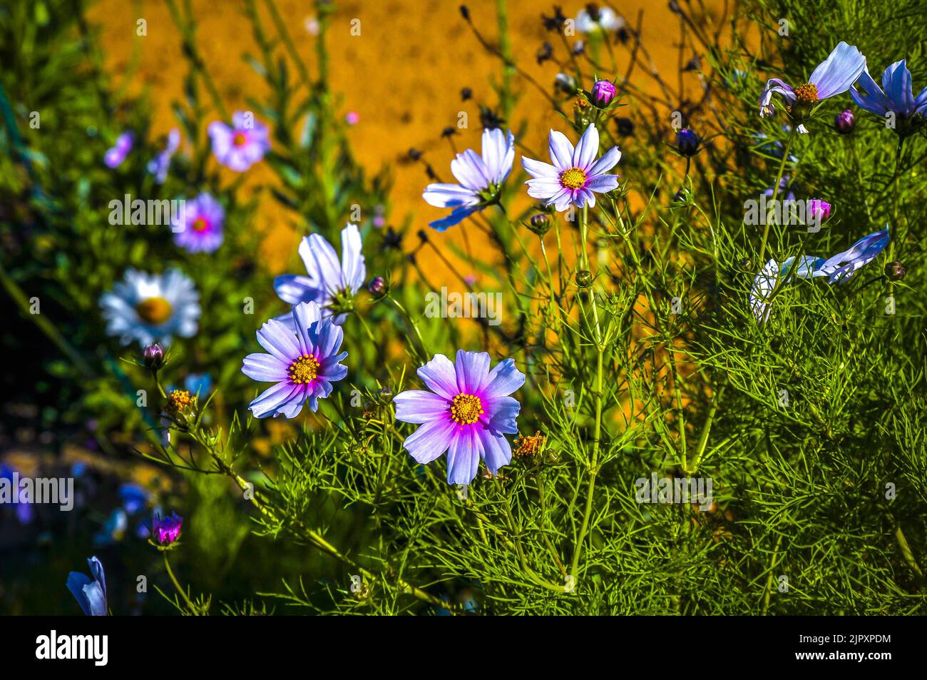 Colorful flowers bloom in the morning at the Countryside garden and greenish leaves behind it