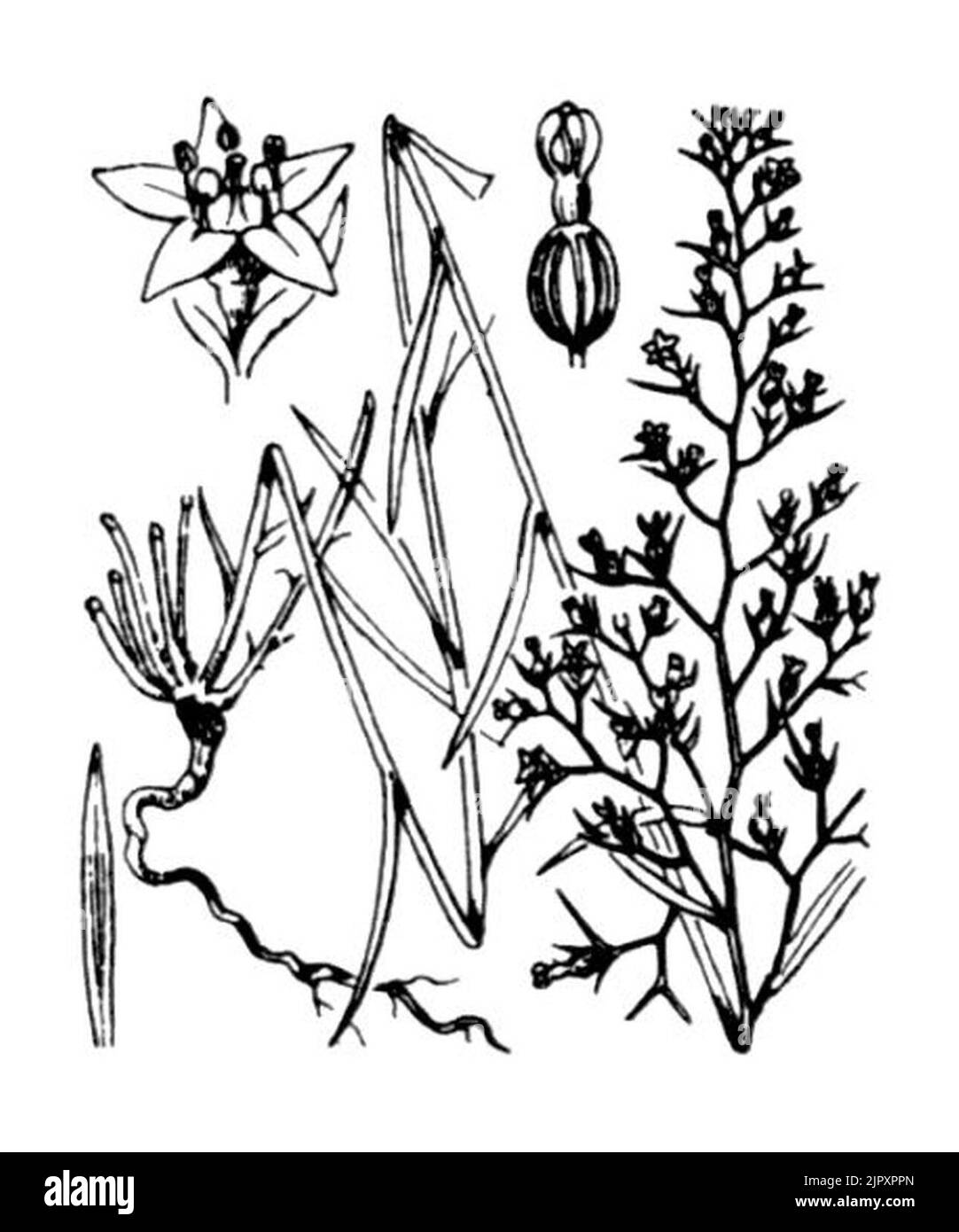Thesium pyrenaicum illustration (01) Stock Photo