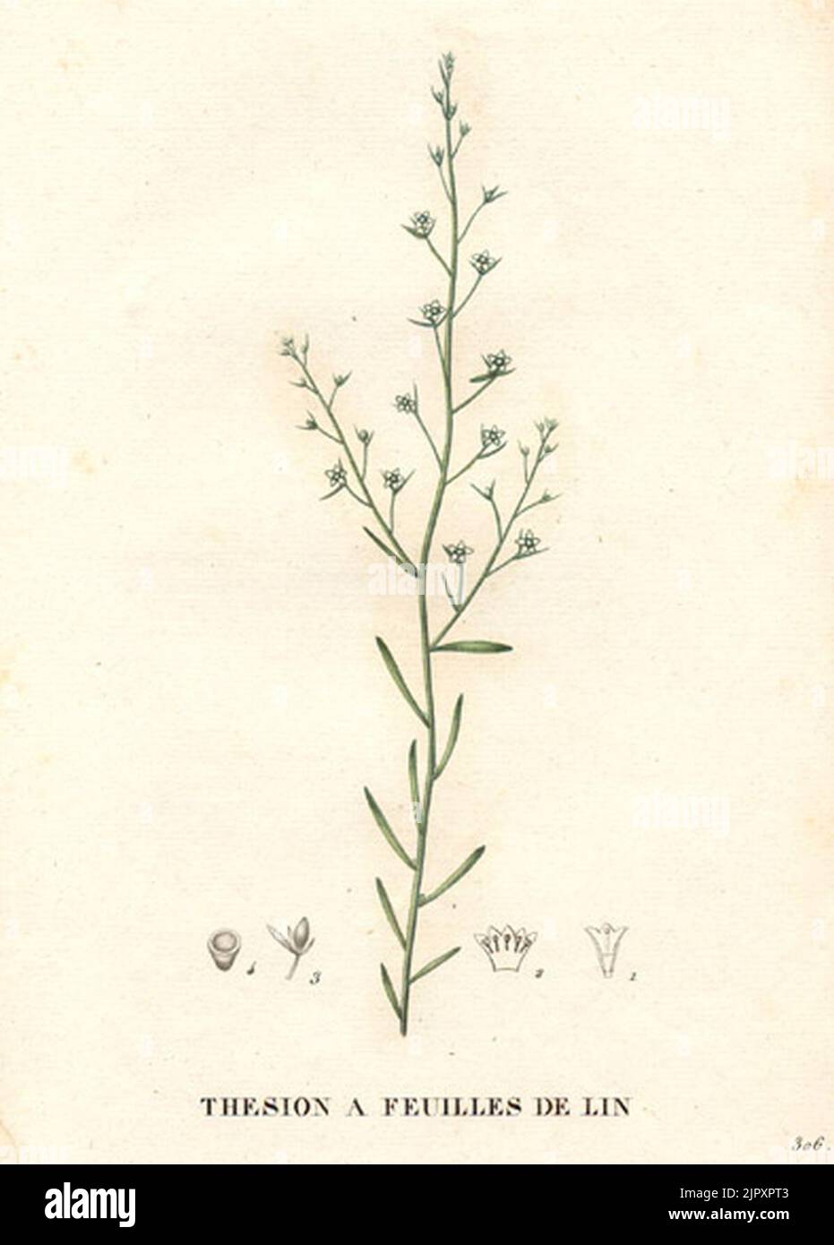 Thesium linophyllum (1831) Stock Photo
