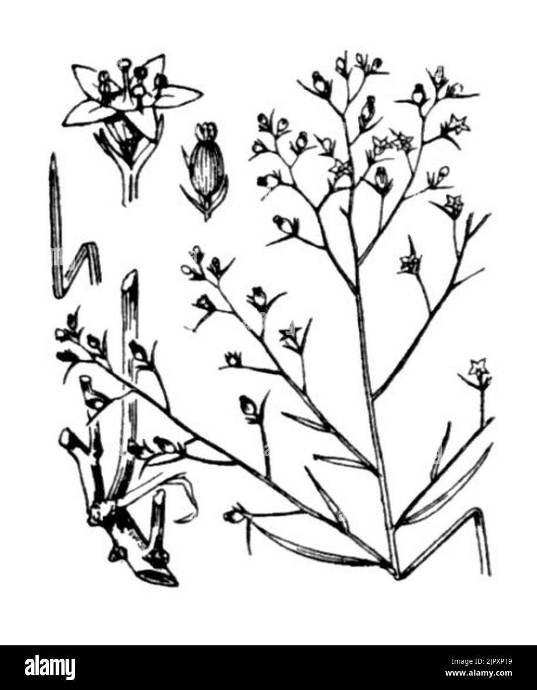 Thesium humifusum illustration (01) Stock Photo