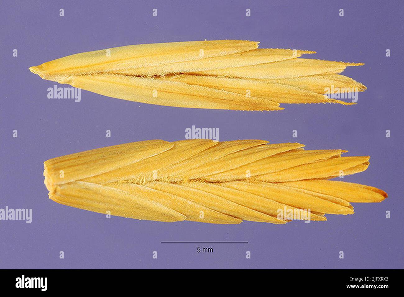 Thinopyrum intermedium seeds 3 Stock Photo